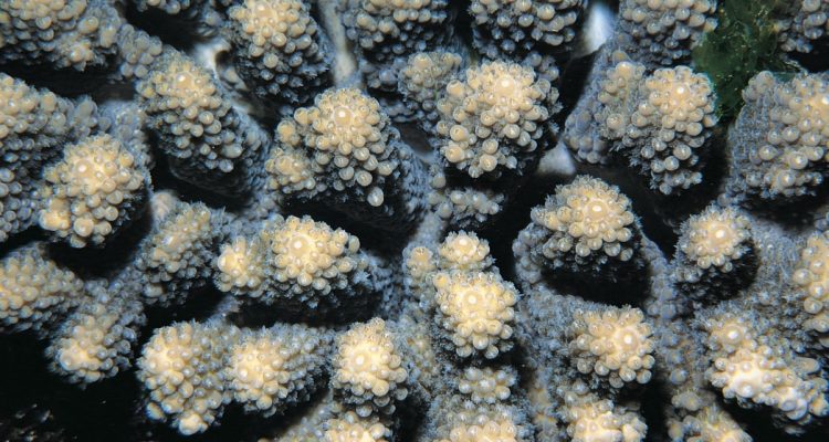 Acropora retusa