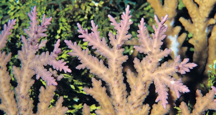 Acropora tenella