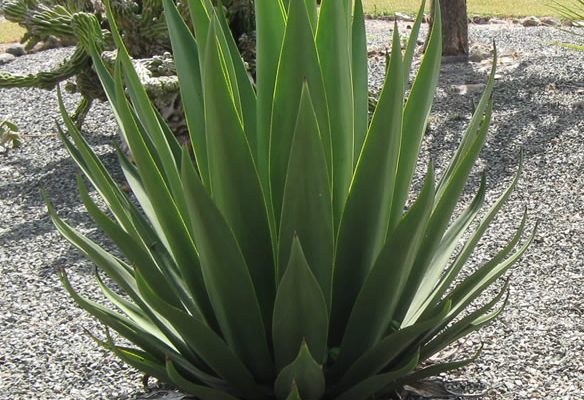 Agave eggersiana