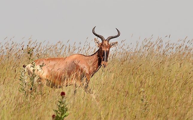 Alcelaphus buselaphus swaynei
