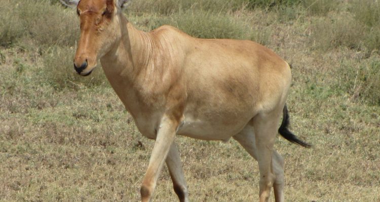 Alcelaphus buselaphus tora