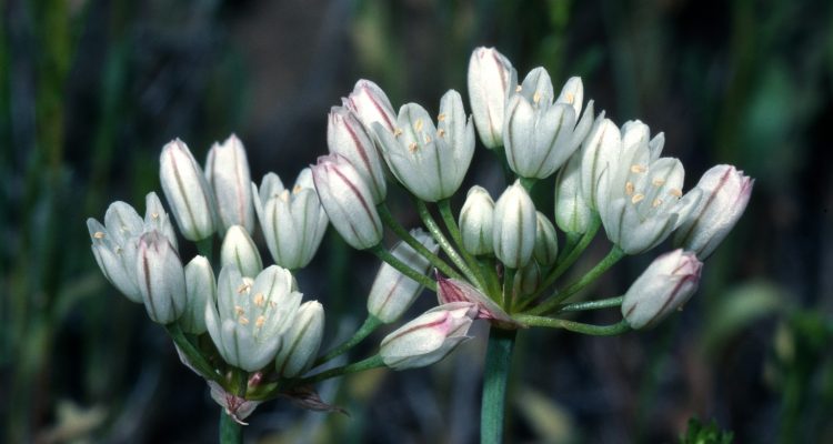 Allium munzii