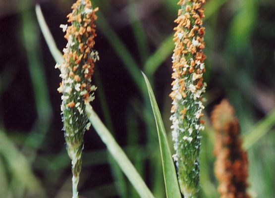 Alopecurus aequalis var. sonomensis