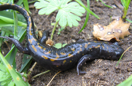 Ambystoma macrodactylum croceum