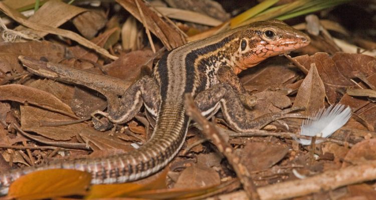 Ameiva polops