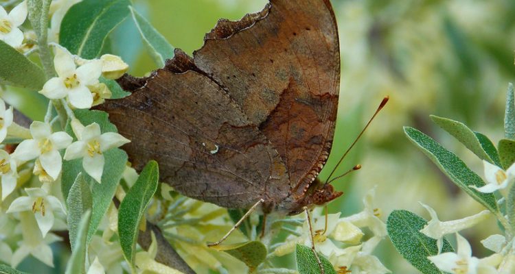 Anaea troglodyta floridalis