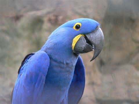 Anodorhynchus glaucus