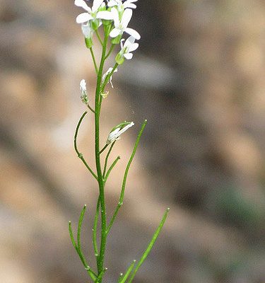 Arabis georgiana