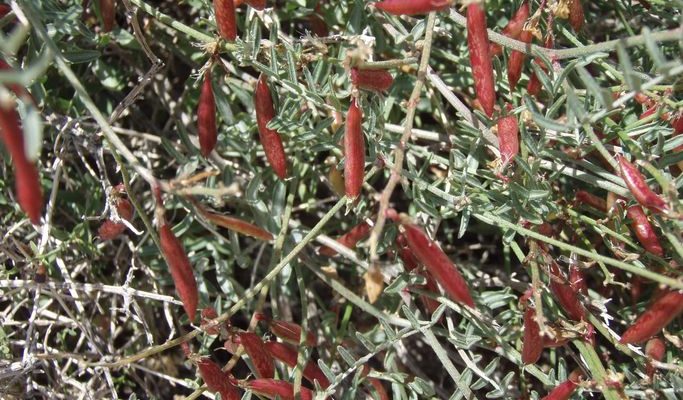 Astragalus jaegerianus