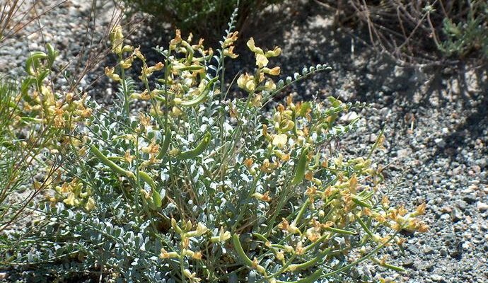 Astragalus tricarinatus