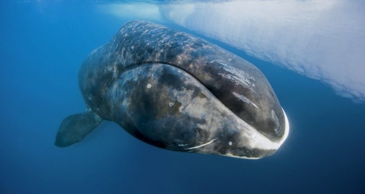 Balaena mysticetus