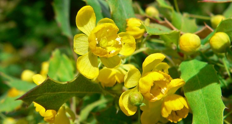 Berberis nevinii