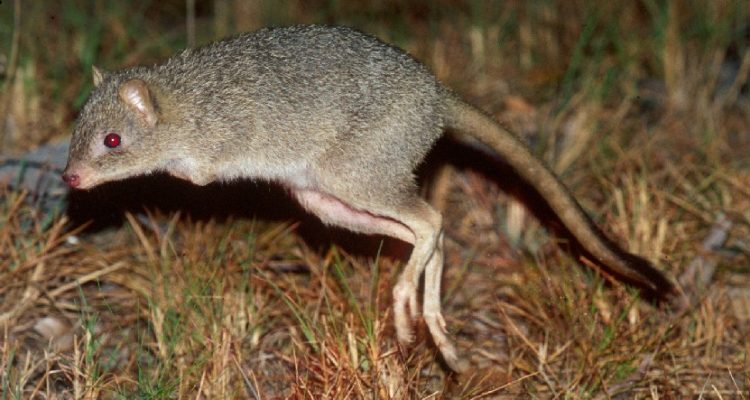 Bettongia tropica