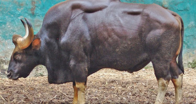 Bos gaurus