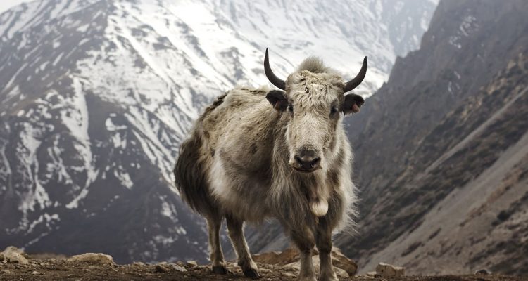 Bos mutus (=grunniens m.)