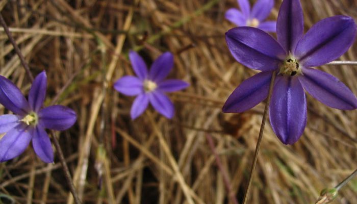 Brodiaea filifolia