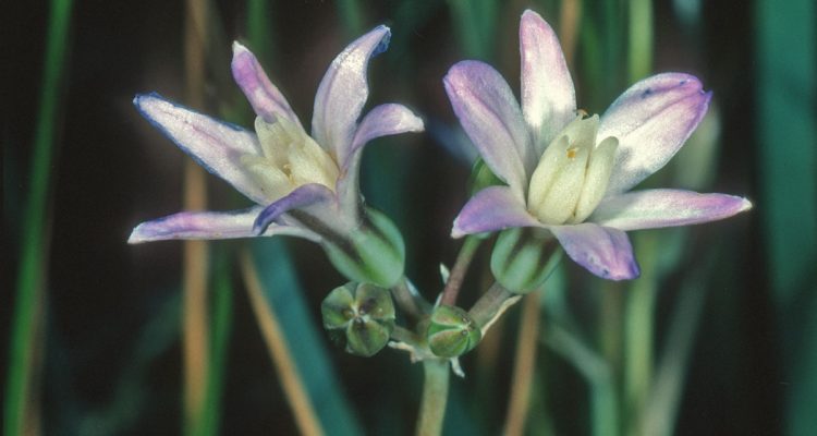 Brodiaea pallida
