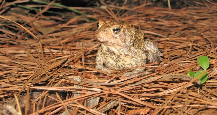 Bufo houstonensis