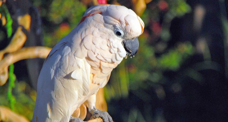 Cacatua moluccensis