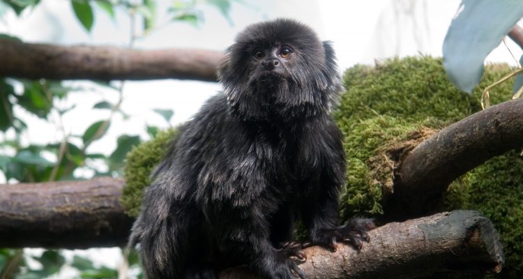 Callimico goeldii