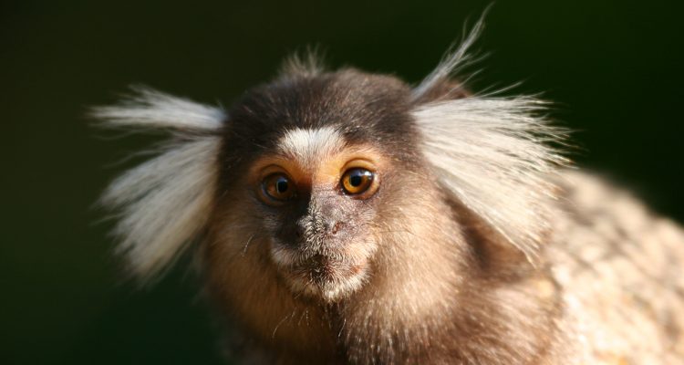 Callithrix aurita (=jacchus a.)