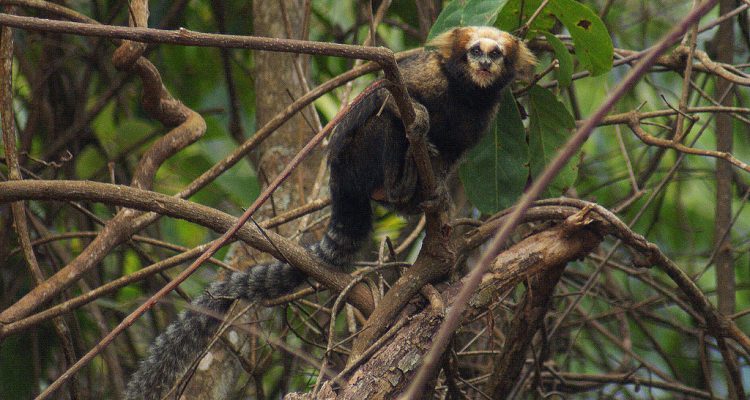 Callithrix flaviceps