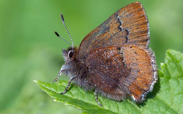 Callophrys mossii bayensis
