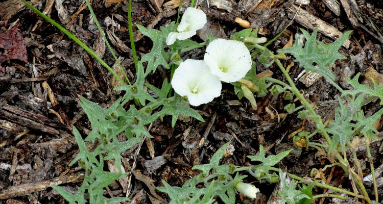 Calystegia stebbinsii