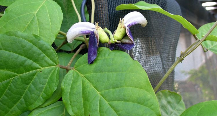 Canavalia napaliensis