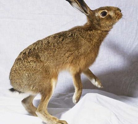 Caprolagus hispidus