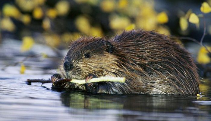 Castor fiber birulai