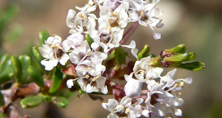 Ceanothus ophiochilus