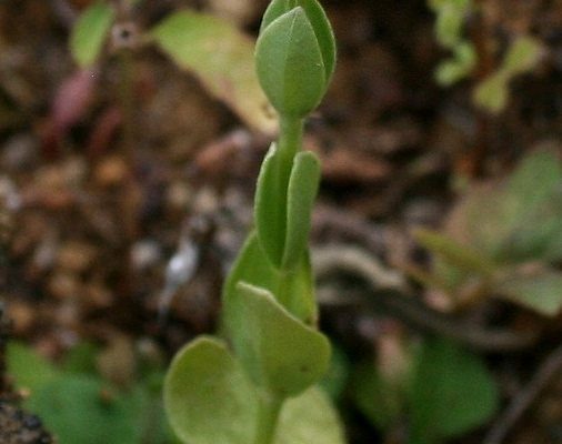 Centaurium sebaeoides