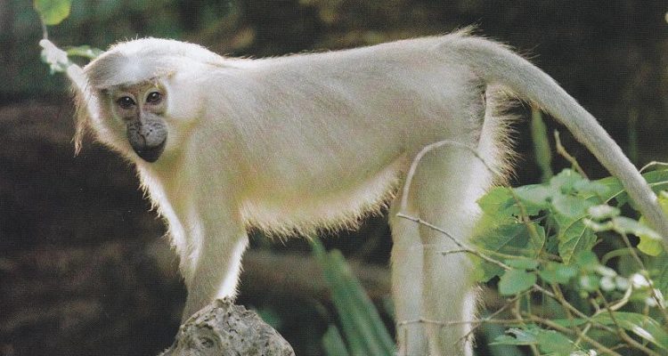 Cercocebus galeritus galeritus