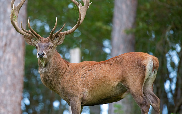 Cervus elaphus hanglu