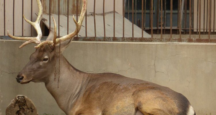 Cervus elaphus macneilii