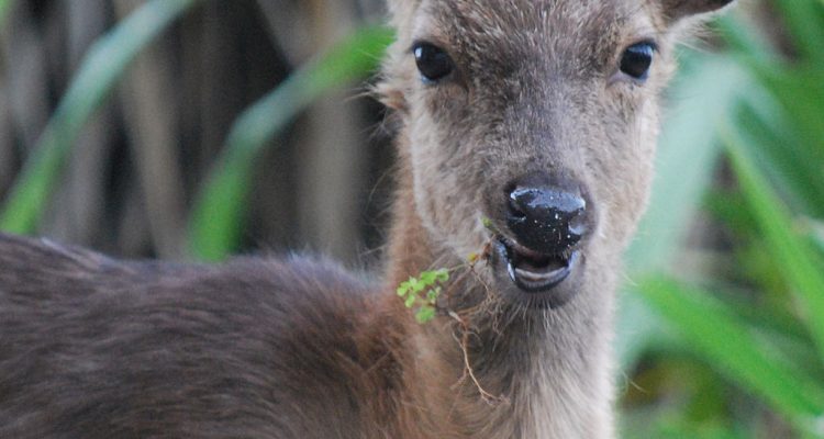 Cervus nippon keramae