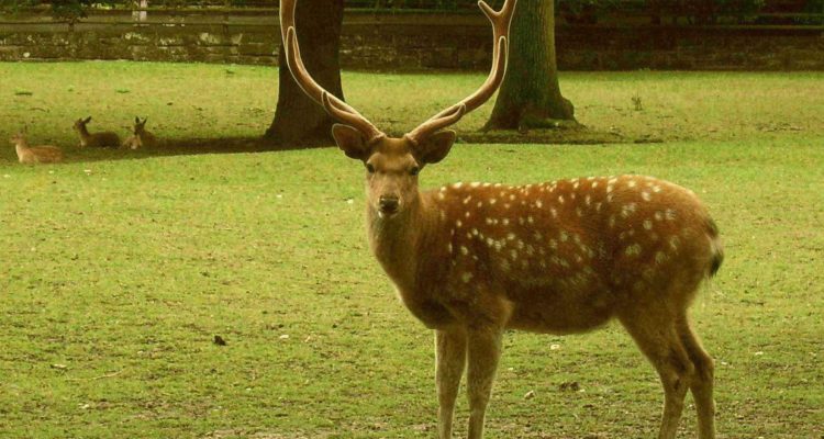 Cervus nippon kopschi