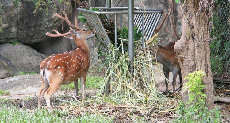 Cervus nippon taiouanus