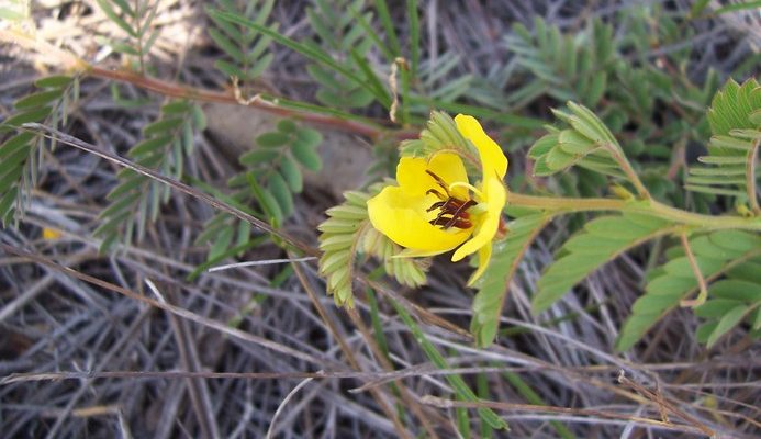 Chamaecrista lineata keyensis