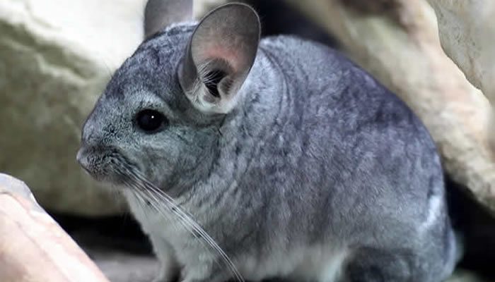 Chinchilla brevicaudata boliviana