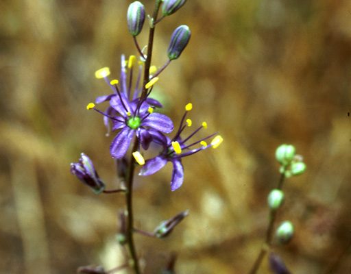 Chlorogalum purpureum