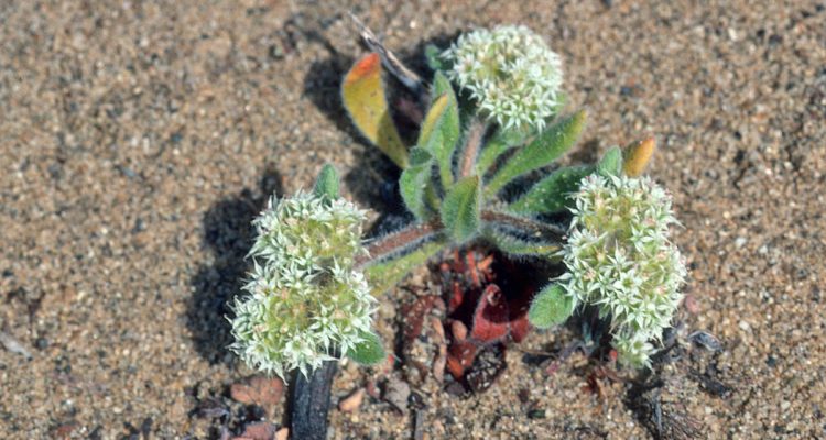 Chorizanthe robusta var. robusta