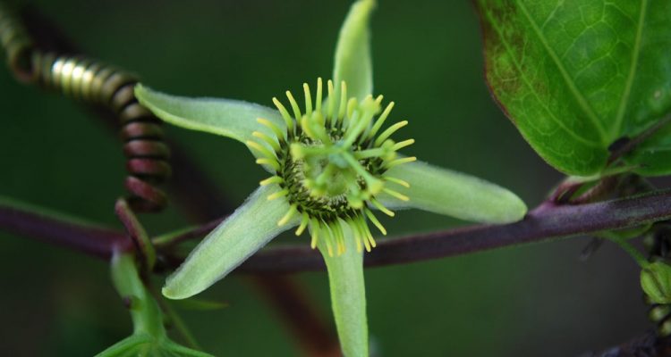 Chromolaena frustrata
