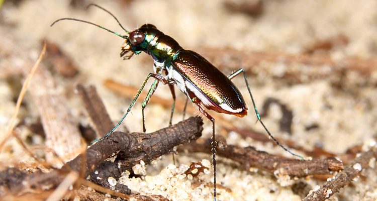Cicindelidia floridana