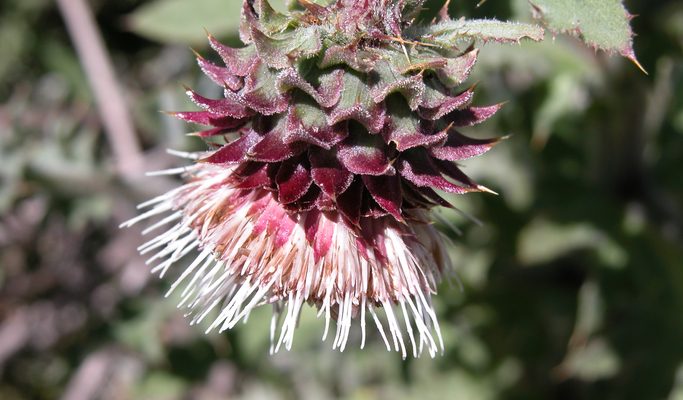 Cirsium fontinale var. fontinale