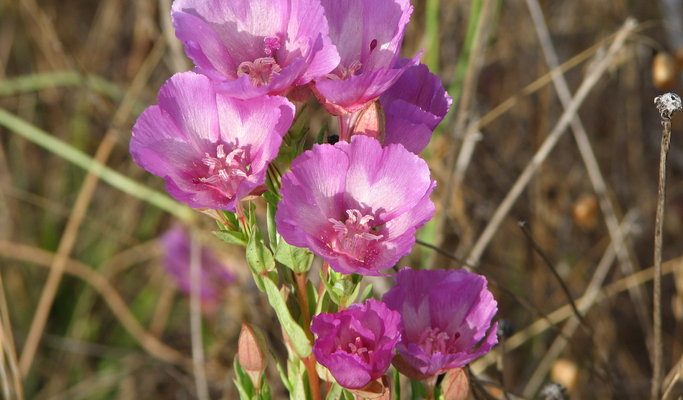 Clarkia imbricata