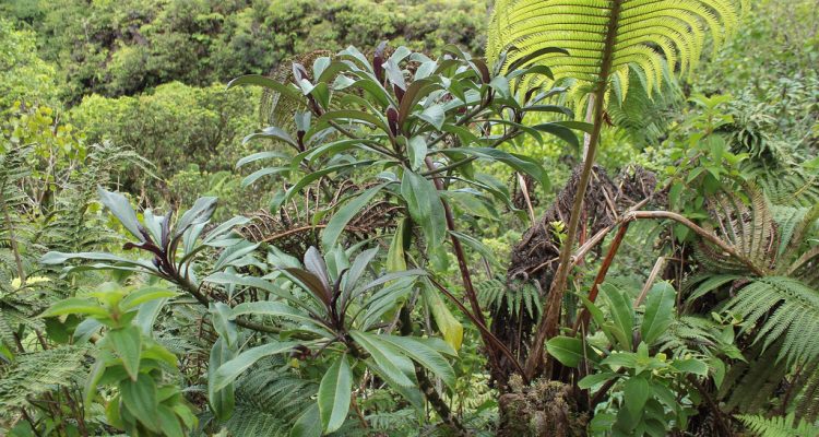 Clermontia drepanomorpha