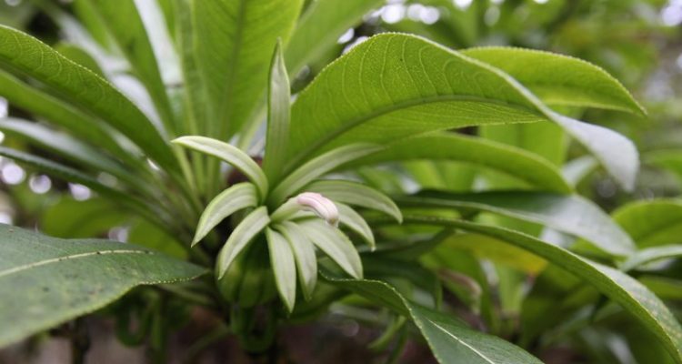 Clermontia lindseyana