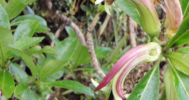 Clermontia oblongifolia ssp. brevipes
